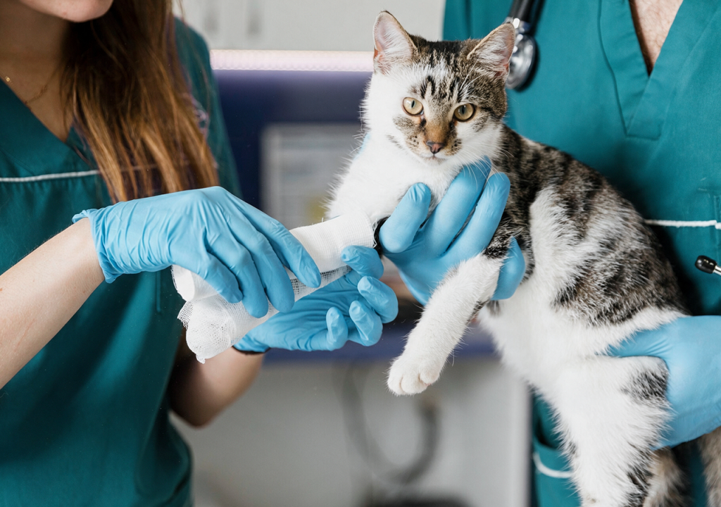 ¿Por qué estudiar Medicina Veterinaria y Zootecnia?